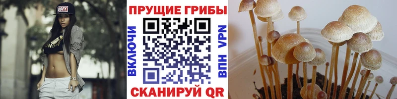где продают   Покров  Псилоцибиновые грибы Magic Shrooms 